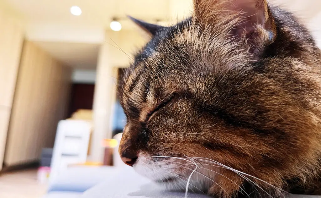 De 7 belangrijkste oorzaken van vergiftiging bij katten! 1 causes empoisonnement chat 060445 1200 738