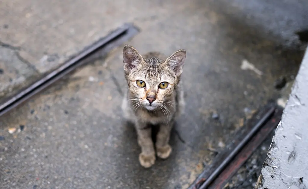 Zal een kat zich herinneren dat hij in de steek is gelaten? 1 chat abandonne 070500 1200 738