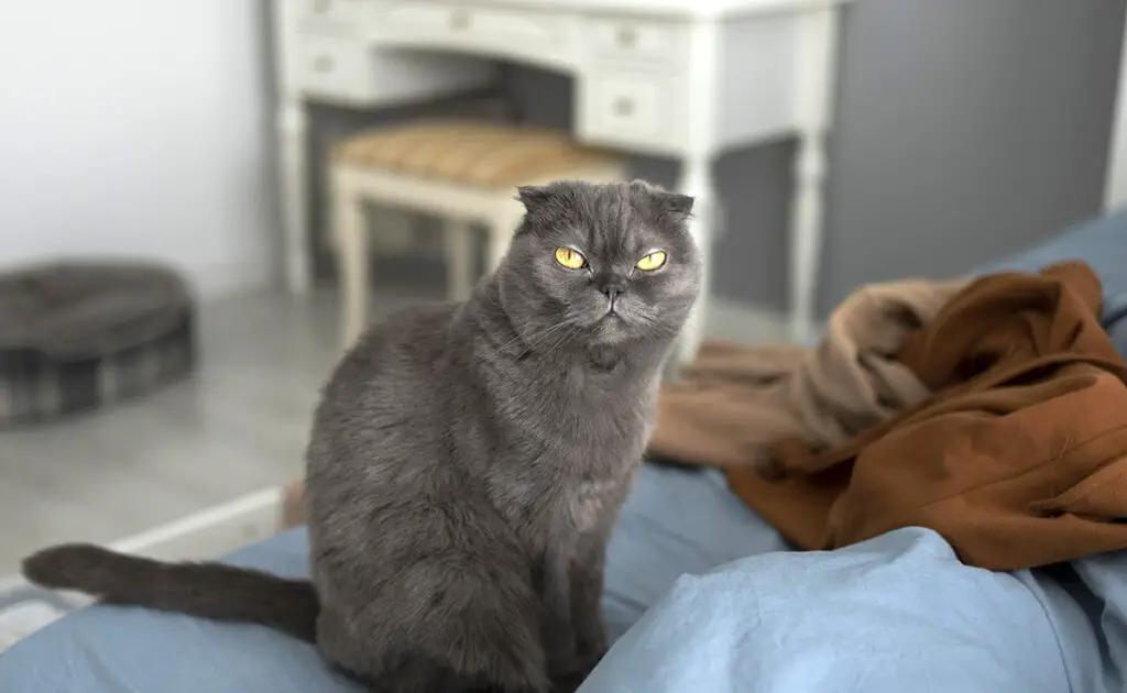 Mijn kat houdt niet van spelen: moeten we ons zorgen maken? 1 chat aime pas jouer 064819 1200 738