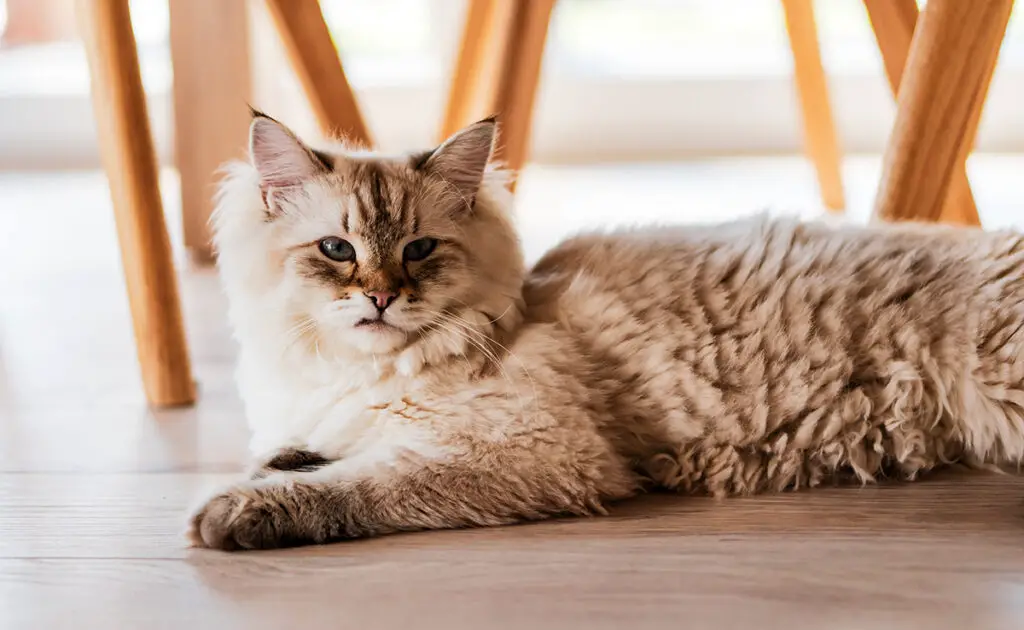 Zal een huiskat die nooit naar buiten gaat, nog steeds een wintervacht hebben? 1 chat appartement poils hiver 064208 1200 738