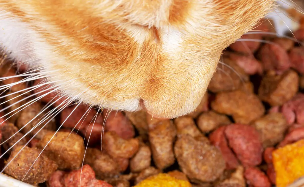 Mijn kat houdt niet van natvoer, hij wil alleen brokjes, is dit normaal? 2 chat croquettes 061114 1200 738