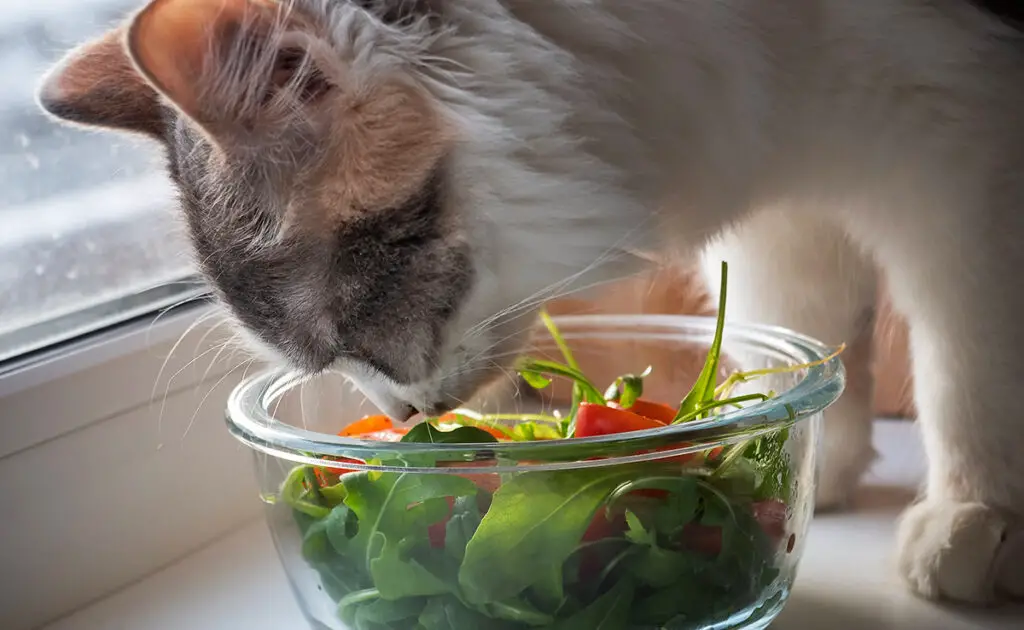 Een kat kan gelukkig leven als vegetariër: waar of niet waar? 5 chat heureux vegetarien 085213 1200 738