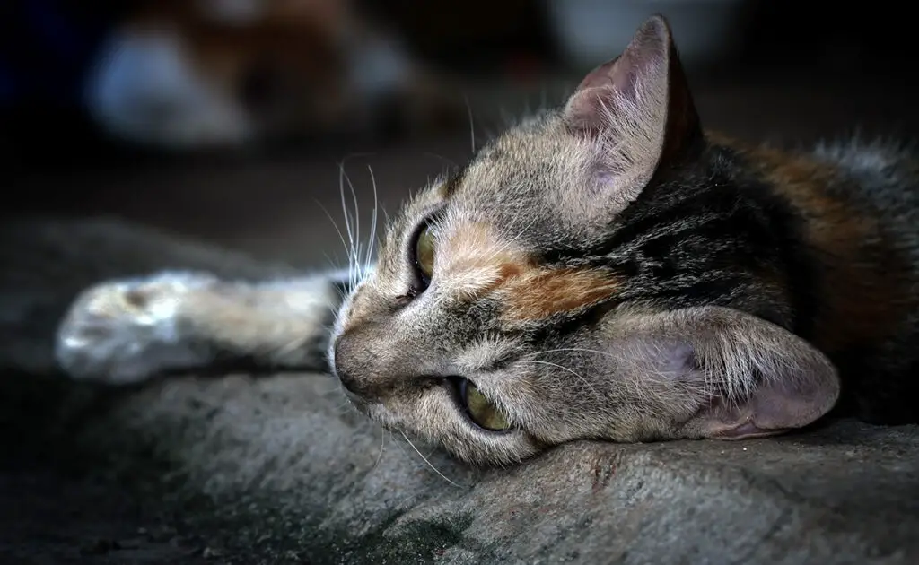 De kat kan zich laten sterven uit liefde voor zijn overleden baasje: info of desinformatie? 1 chat laisse mourrir 062412 1200 738