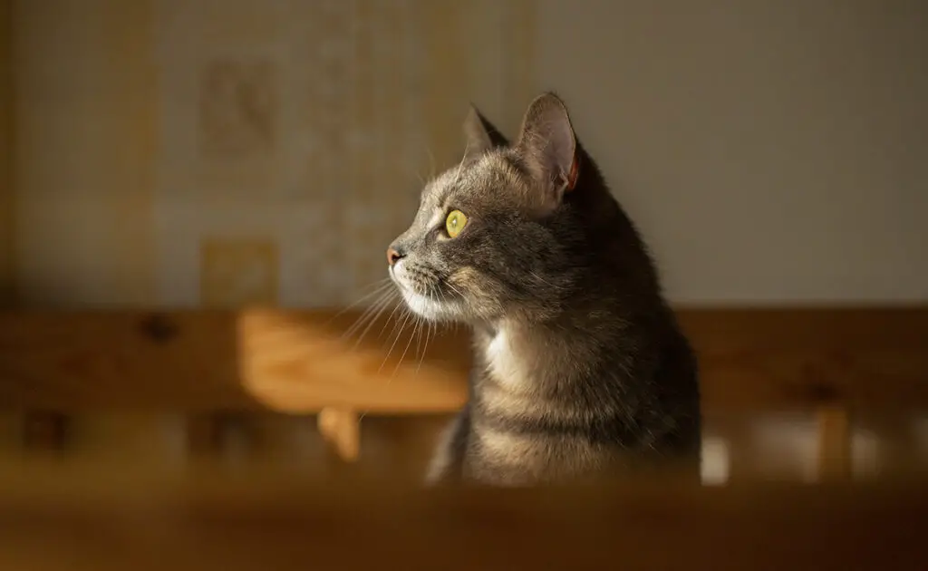 Katten kunnen de toekomst voorspellen (aardbevingen, regen, mooi weer, etc.): info of verkeerde informatie? 1 chat predire avenir 060241 1200 738