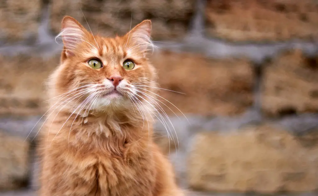 Top 9 echte of veronderstelde dingen die je moet weten over gemberkatten! 1 chat roux 060458 1200 738