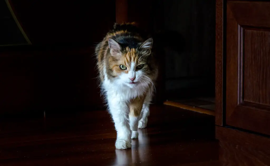 Kan een kat slaapwandelen? 1 chat somnambule 061010 1200 738