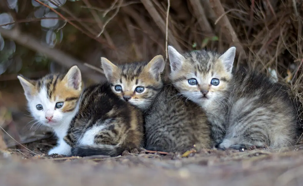 Kittens uit hetzelfde nest kunnen verschillende vaders hebben: waar of niet waar? 1 chaton pere differents 062120 1200 738