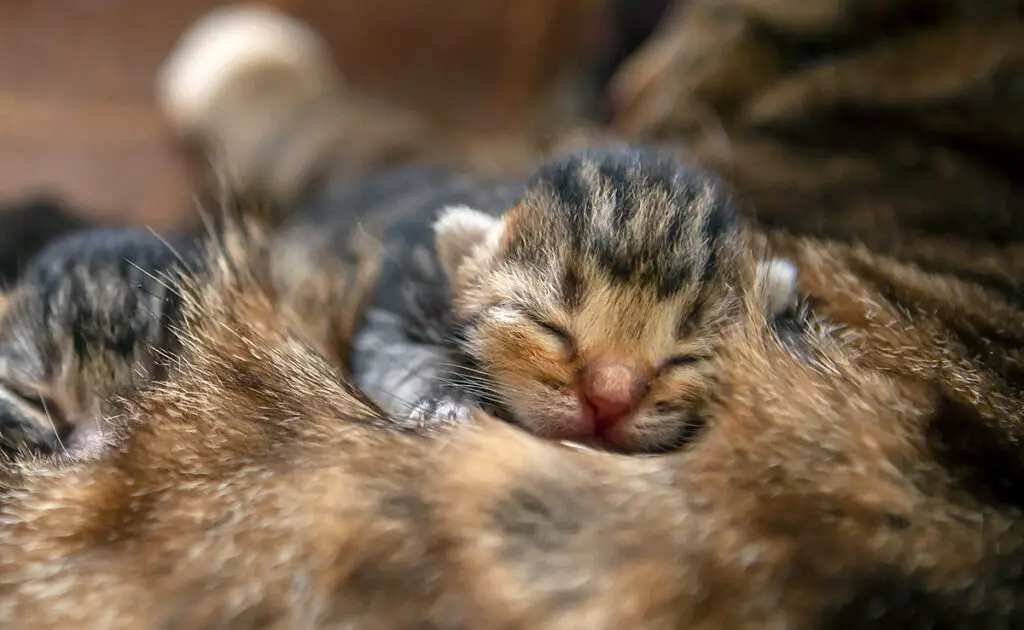 Kittens worden doof geboren: waar of niet waar? 1 chatons naissent sourds 064532 1200 738