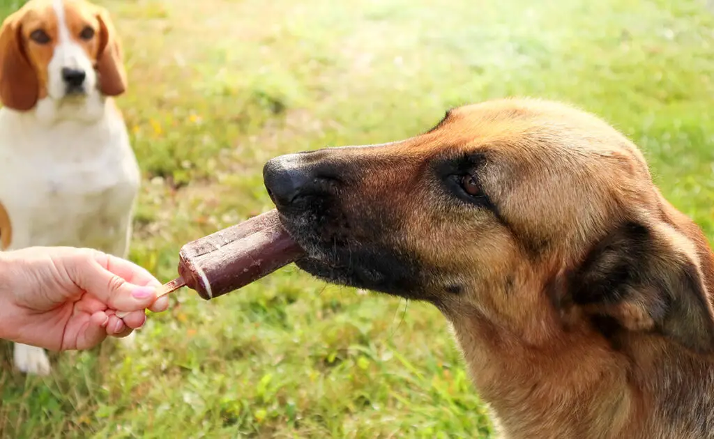 Hoeveel chocolade is dodelijk voor honden? 1 chien chocolat 060848 1200 738