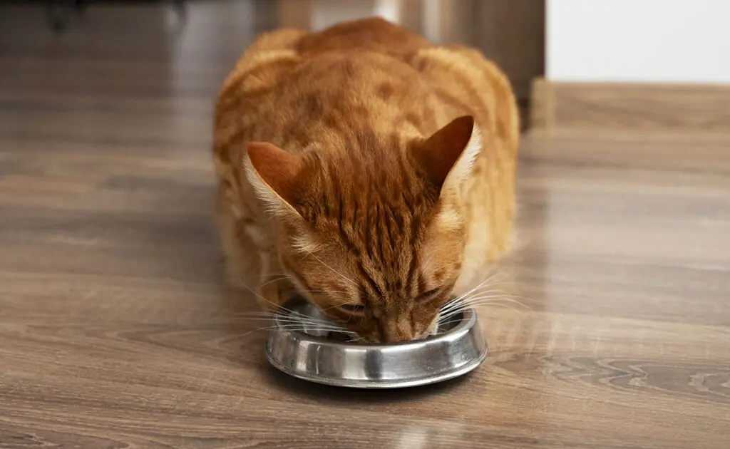 Rauwe lever aan je kat geven: goed of slecht idee? 3 donner foie cru chat 084749 1200 738