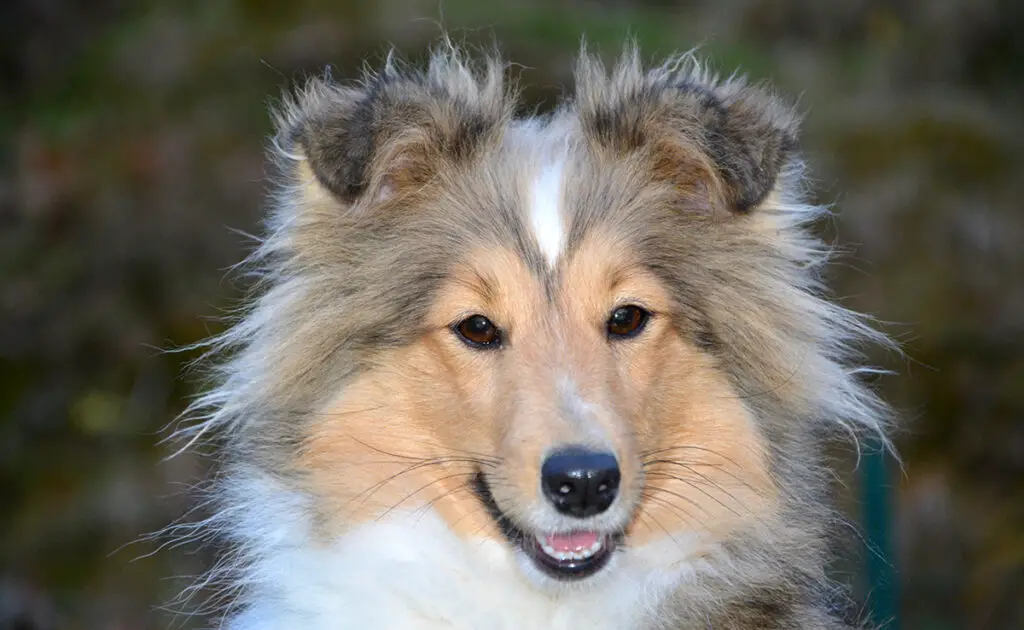 Een Shetland-herdershond trainen: 10 tips en goede trainingspraktijken! 1 eduquer berger shetland 064002 1200 738