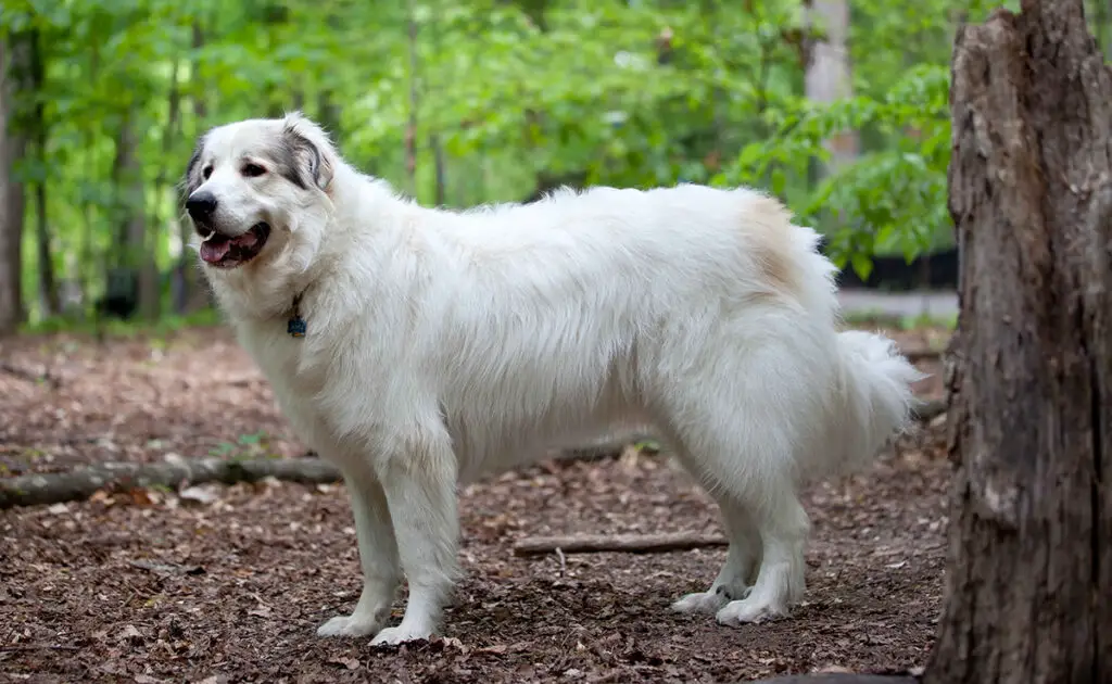 Een Patou opvoeden: 7 tips en goede onderwijspraktijken! 1 eduquer patou 063442 1200 738