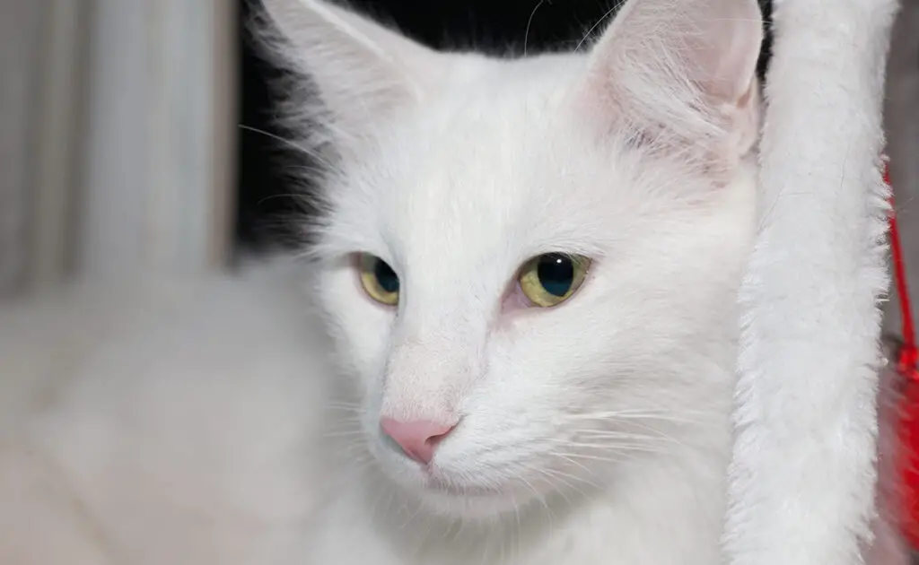 Wat is de levensverwachting van de Turkse Angora? Hoe lang leeft hij? 1 esperance vie angora turc 061234 1200 738