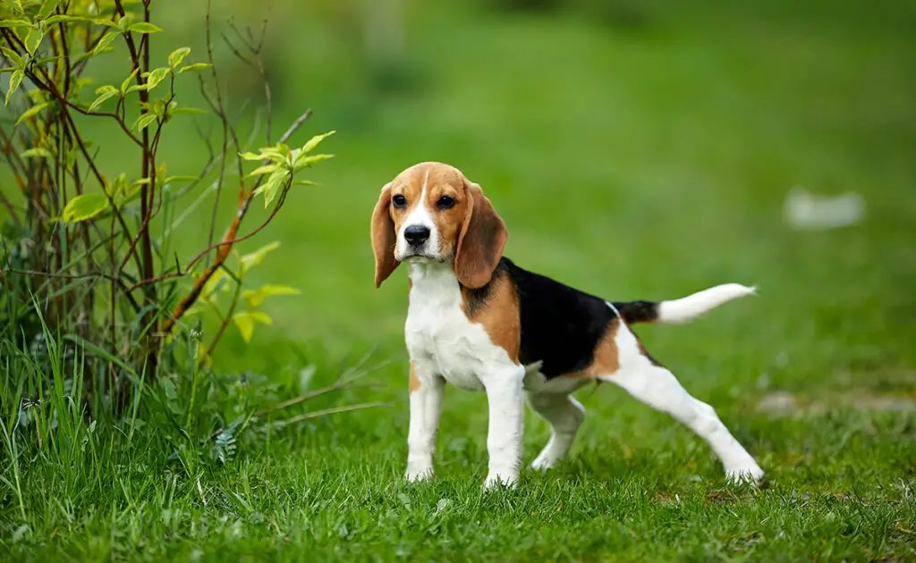 Wat is de levensverwachting van de Beagle? Hoe lang leeft hij? 1 esperance vie beagle 085618 1200 738