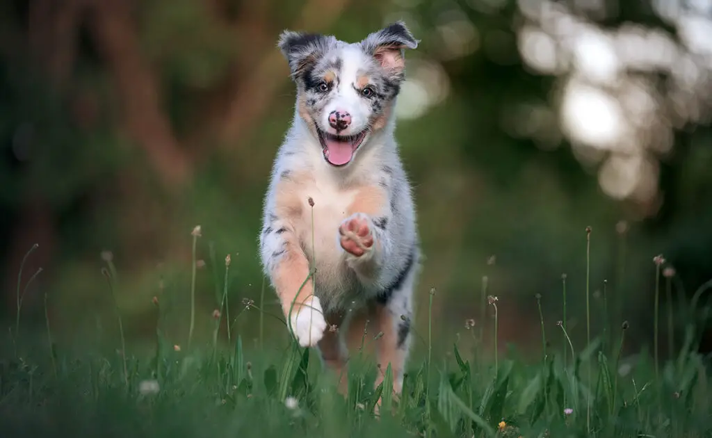 Wat is de levensverwachting van de miniatuur Amerikaanse herder? Hoe lang leeft hij? 1 esperance vie berger americain miniature 072738 1200 738