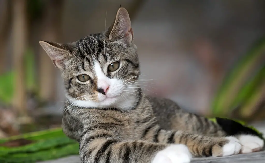 Wat is de levensverwachting van de Europese kat? Hoe lang leeft hij? 5 esperance vie chat europeen 083932 1200 738