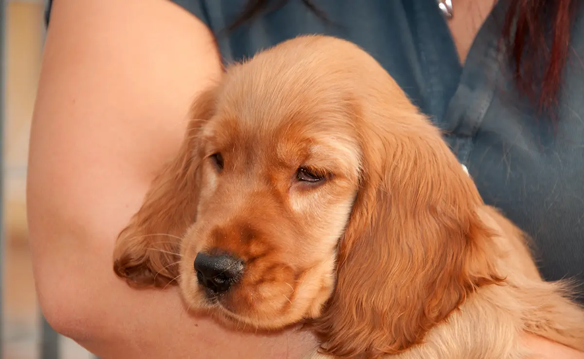 esperance vie cocker 090431 1200 738