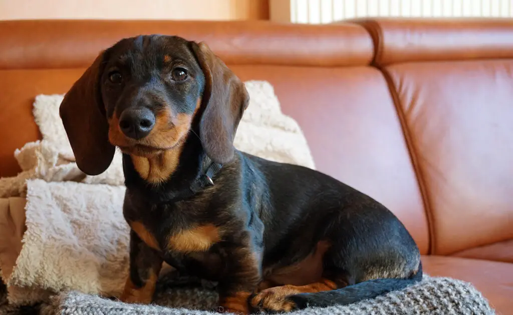 Wat is de levensverwachting van de teckel? Hoe lang leeft hij? 2 esperance vie teckel 054407 1200 738