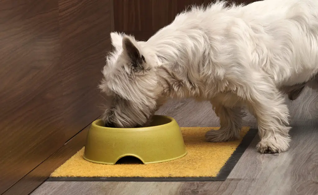 Rauwe lever aan je hond geven: goed of slecht idee? 1 foie cru chien 065408 1200 738