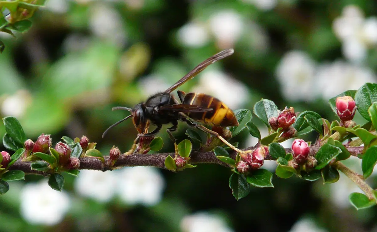 Is de Aziatische hoornaar ook schadelijk in het Azië van herkomst? 3 Is de Aziatische hoornaar ook schadelijk in het Azië van herkomst?