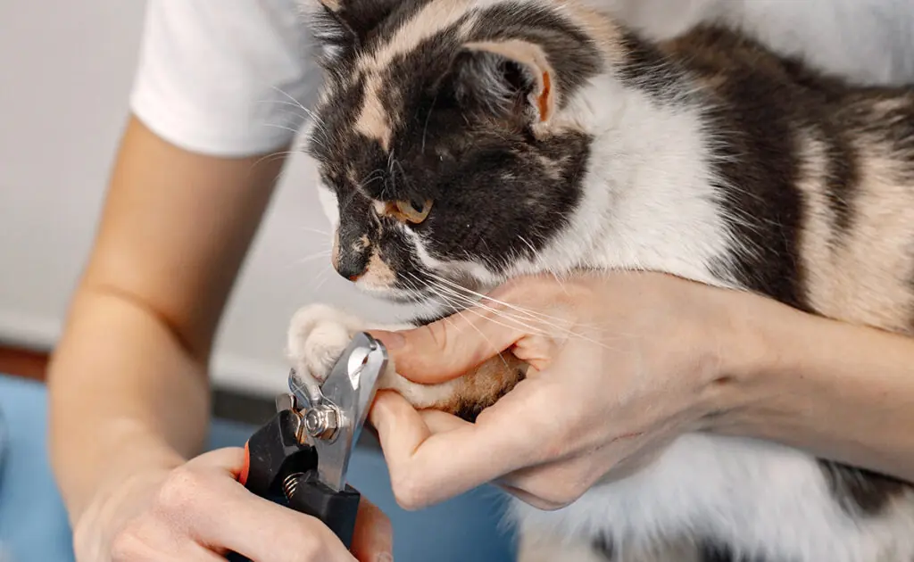 Hoe vaak moet u de klauwen van uw kat knippen? 4 frequence couper griffe chat 084438 1200 738