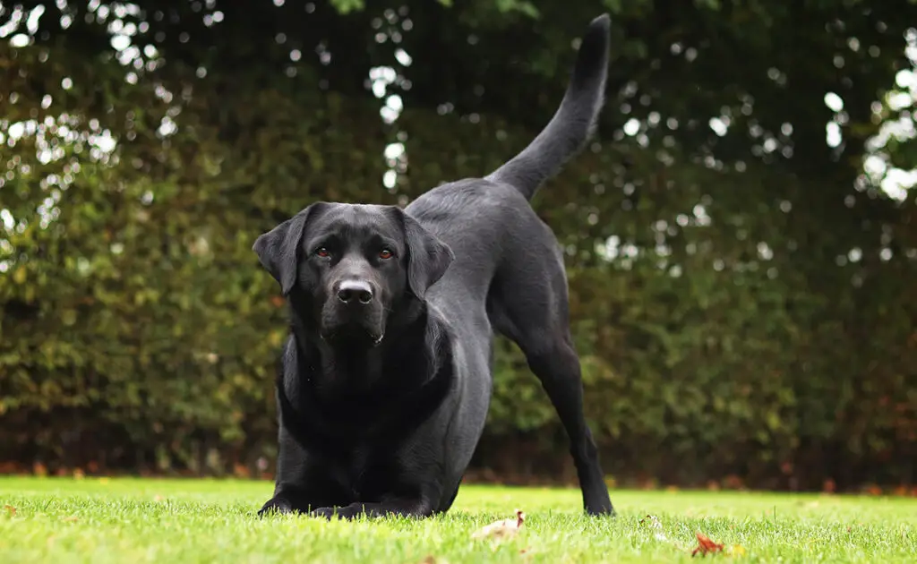 Is de Labrador een hond geschikt voor een gezin met jonge kinderen? 1 labrador enfant 071625 1200 738