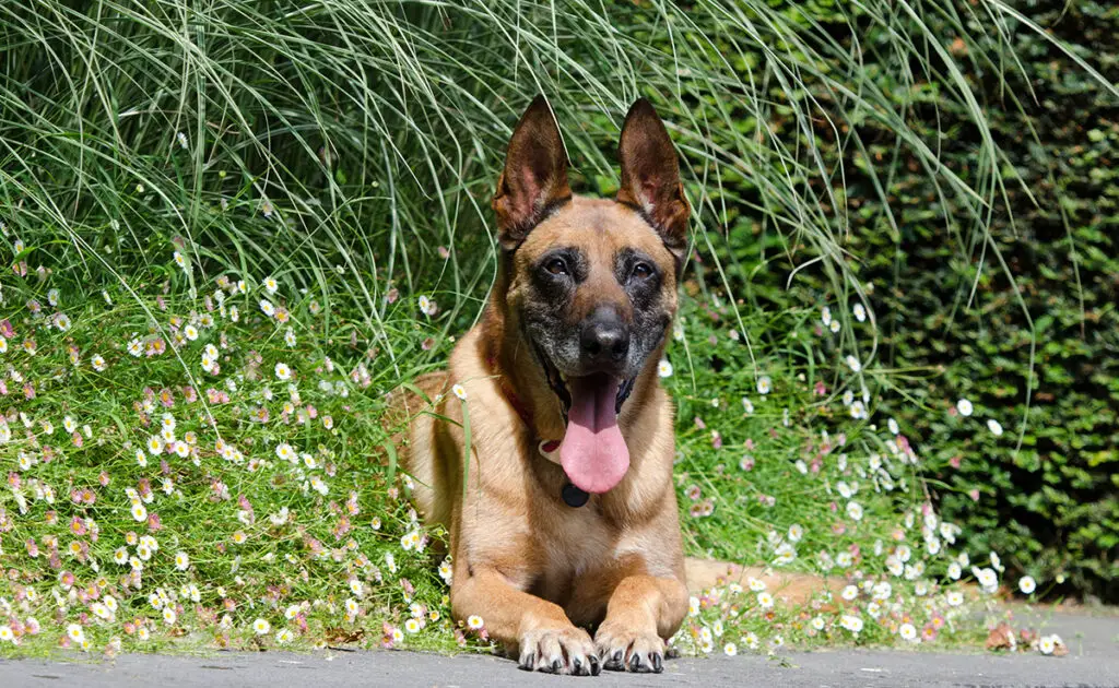 Is de Belgische Herder Mechelaar een hond geschikt voor een gezin met jonge kinderen? 12 malinois adapte famille 085324 1200 738