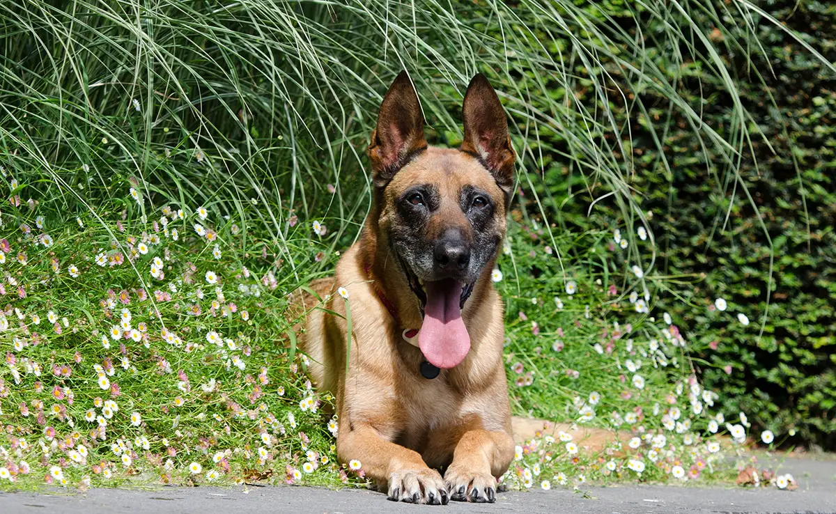 malinois adapte famille 085324 1200 738