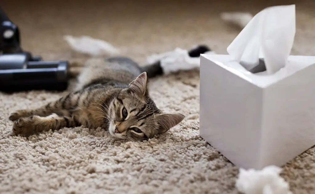 10 alledaagse voorwerpen die echt gevaarlijk zijn voor uw kat! 1 objet quotidien danger chat 085844 1200 738