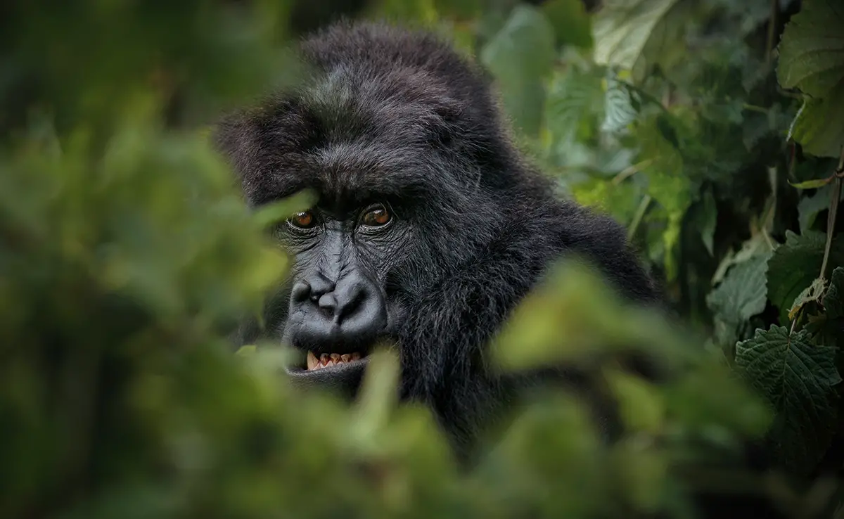 Wie zijn de roofdieren van gorilla's? 3 Wie zijn de roofdieren van gorilla's?