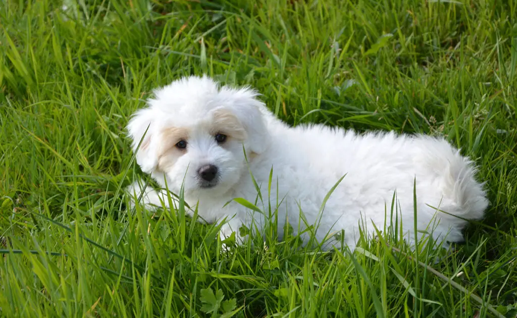 5 vooroordelen over Coton de Tuléar: mythen, realiteiten en vooropgezette ideeën! 2 prejuge coton tulear 072224 1200 738