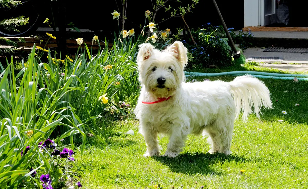 prejuge west highland white terrier 084342 1200 738