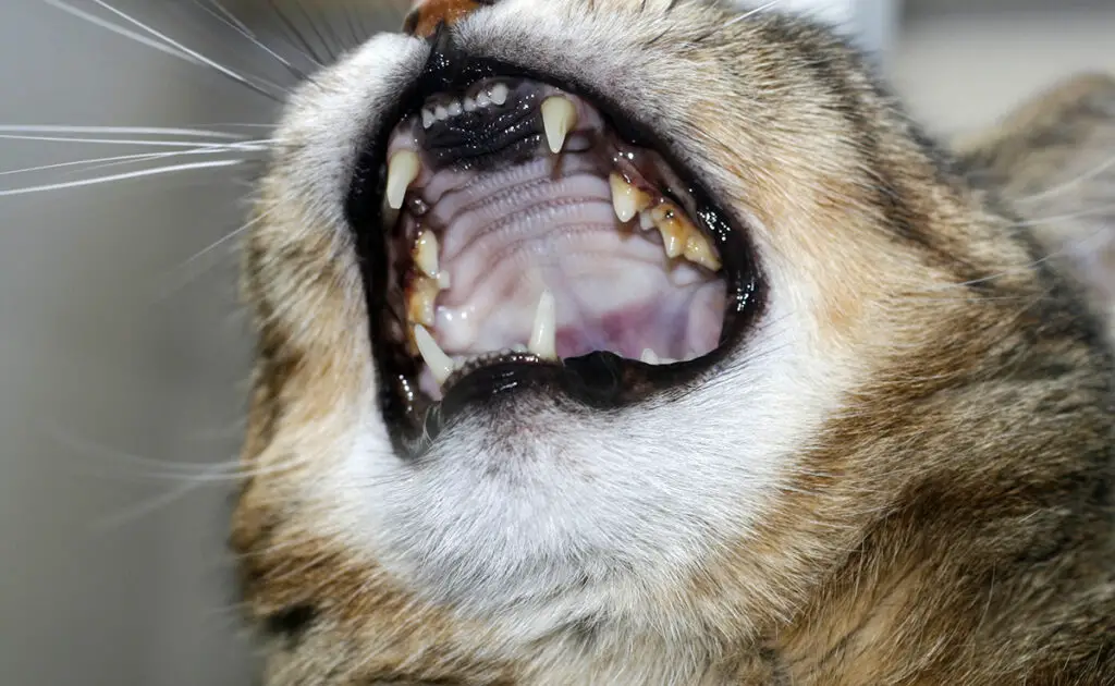 7 tips voor het verzorgen van het gebit van uw kat! 1 prendre soin dentition chat 064011 1200 738