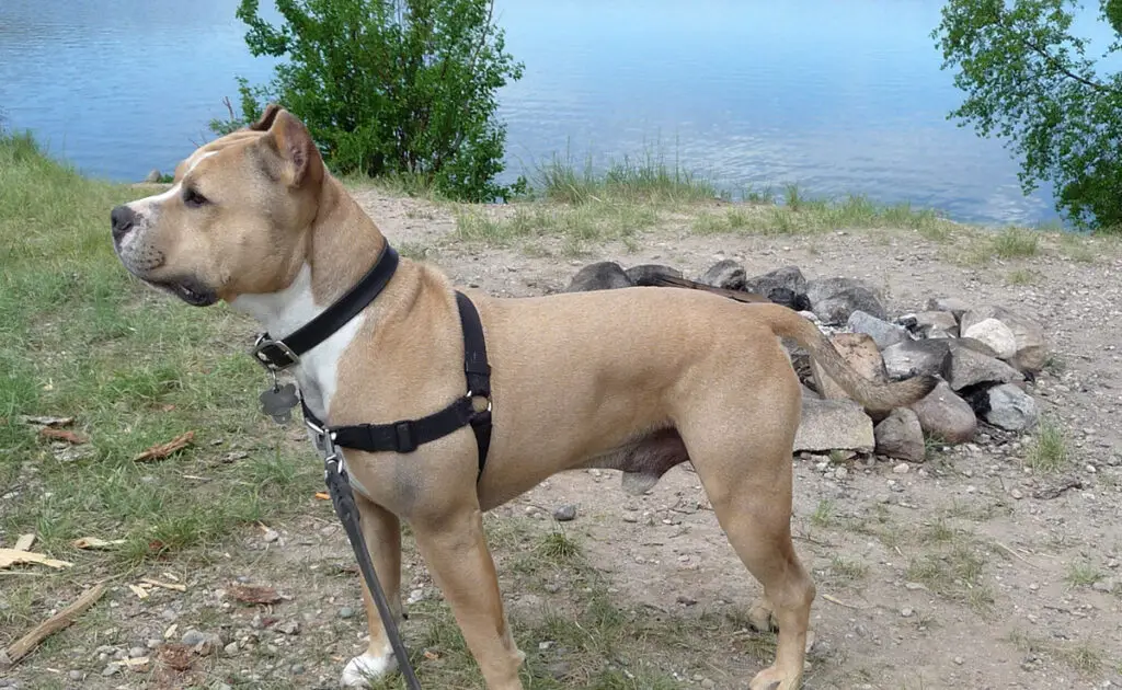 Hoeveel kost een American Staffordshireterriër bij een fokker? Welk jaarlijkse budget moet u plannen voor het onderhoud ervan? 1 prix american staffordshire terrier 062543 1200 738