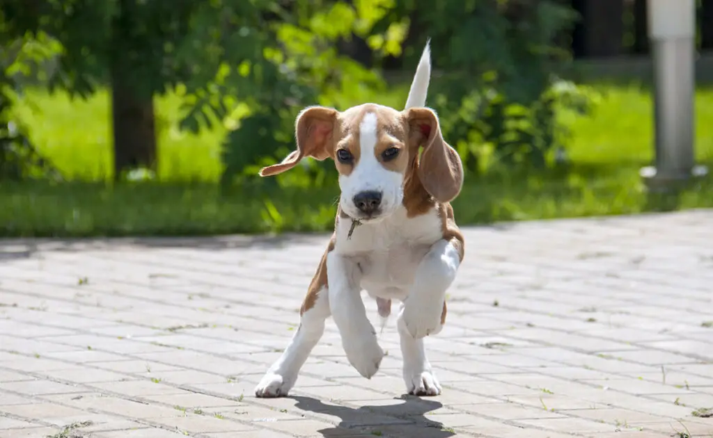 Hoeveel kost een Beagle bij een fokker? Welk jaarlijkse budget moet u plannen voor het onderhoud ervan? 1 prix beagle 063227 1200 738