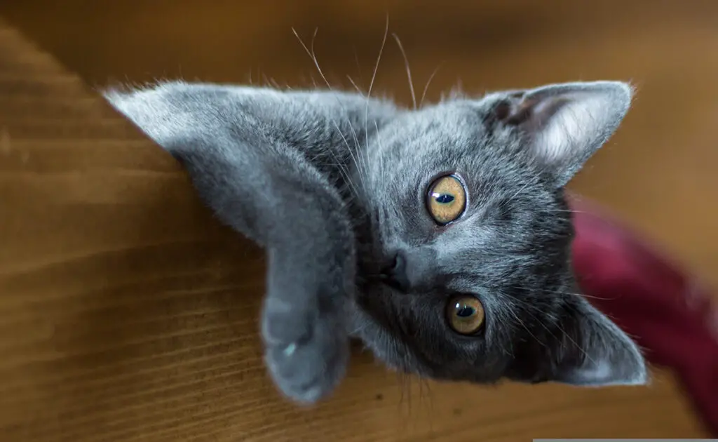 Wat is de prijs van een Chartreux bij een fokker? Welk jaarlijkse budget moet u plannen voor het onderhoud ervan? 1 prix chartreux 070901 1200 738