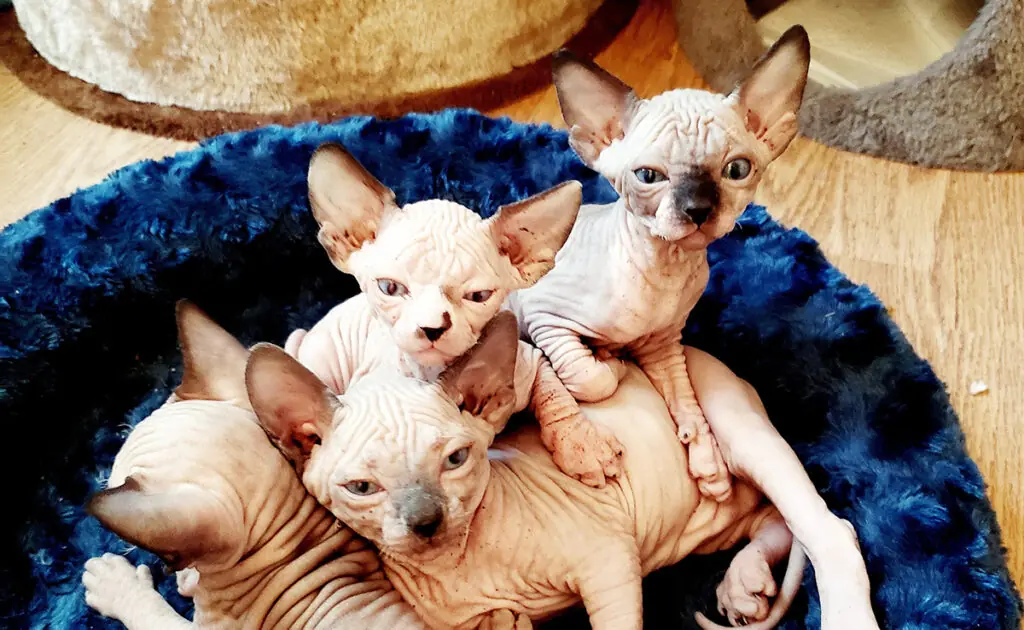 Hoeveel kost een Sphynx bij een fokker? Welk jaarlijkse budget moet u plannen voor het onderhoud ervan? 1 prix sphynx 060958 1200 738