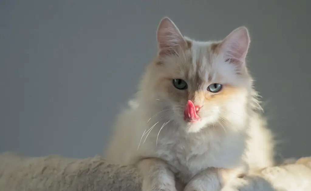 Zijn er rode Birmese honden, aangezien de rode kleur van een kat te wijten is aan een gen? 1 sacre birmanie roux 062903 1200 738