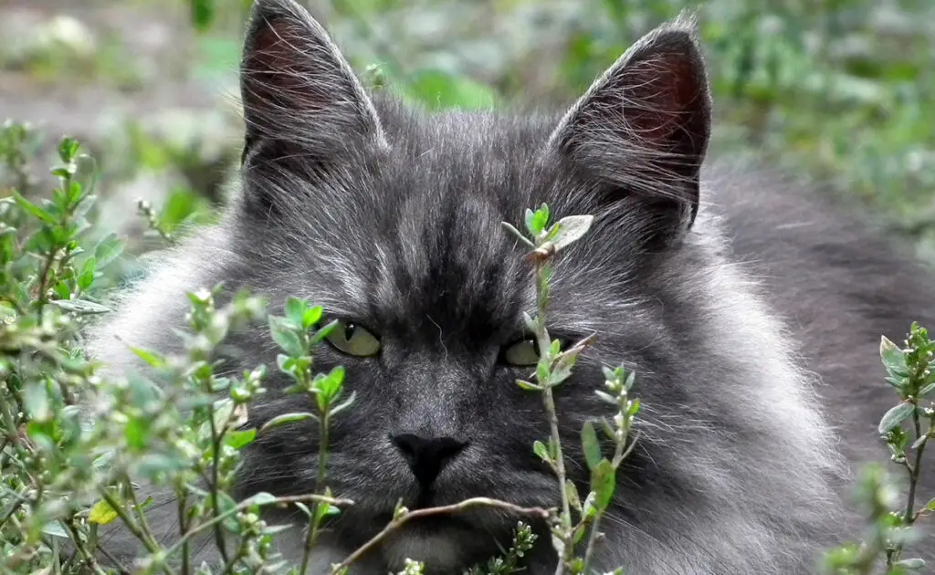 6 vooroordelen over de Siberiër: mythen, realiteiten en vooropgezette ideeën! 1 siberien 053018 1200 738