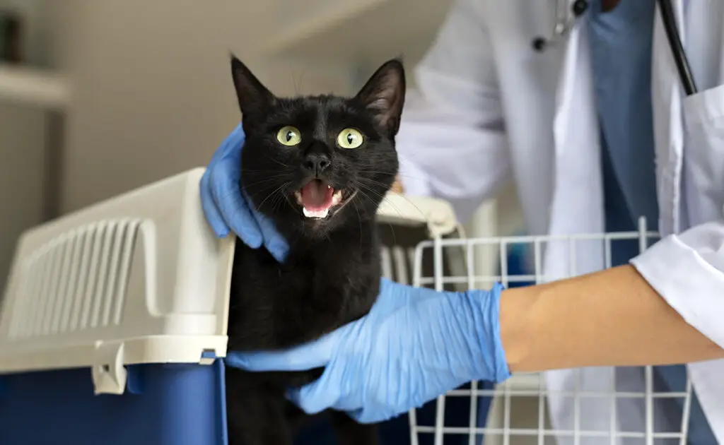 Het castreren van een kat zal zijn persoonlijkheid volledig veranderen: waar of niet waar? 2 sterilisation chat 062540 1200 738