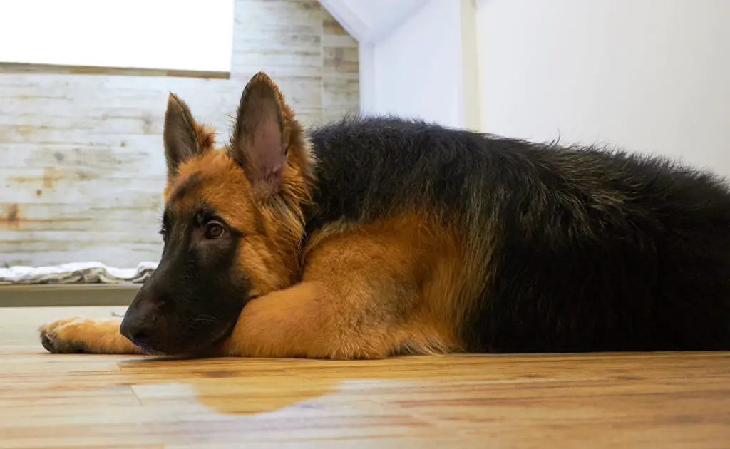 Een Duitse herder adopteren als je in een appartement woont: goed of slecht idee? 1 berger allemand appartement 085823 1200 738