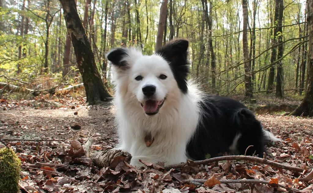 Een Border Collie adopteren als je in een appartement woont, goed of slecht idee? 1 border collie appartement 061221 1200 738