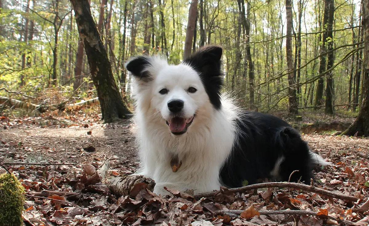 border collie appartement 061221 1200 738