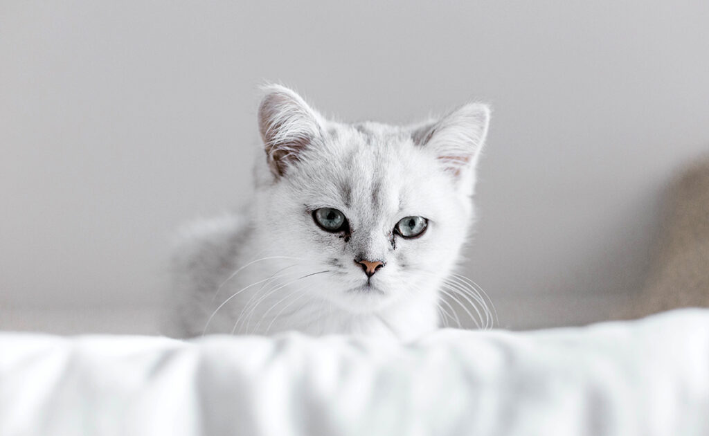 Mijn kat ontmoet nooit andere mensen, is dit een probleem op de korte of lange termijn? 1 chat congenere 070218 1200 738