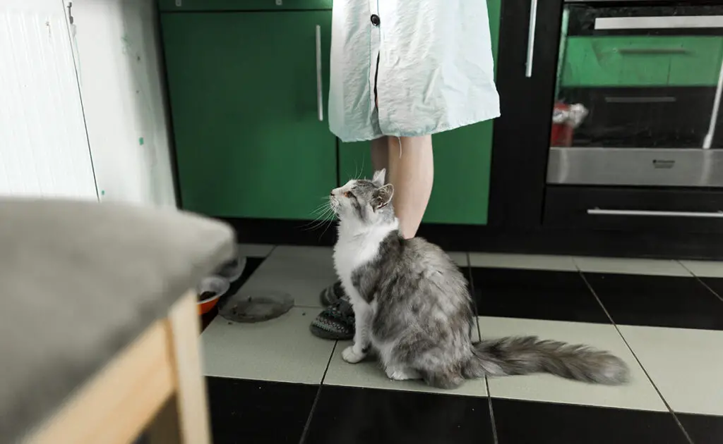 Waarom hoort mijn kat het aan de andere kant van het huis als ik de ham eruit haal? 1 chat jambon 061321 1200 738