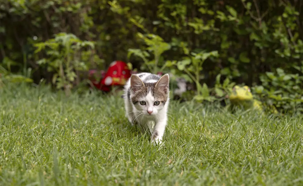 Hoe creëer of organiseer je de ideale tuin voor je kat? 1 chat jardin 070236 1200 738