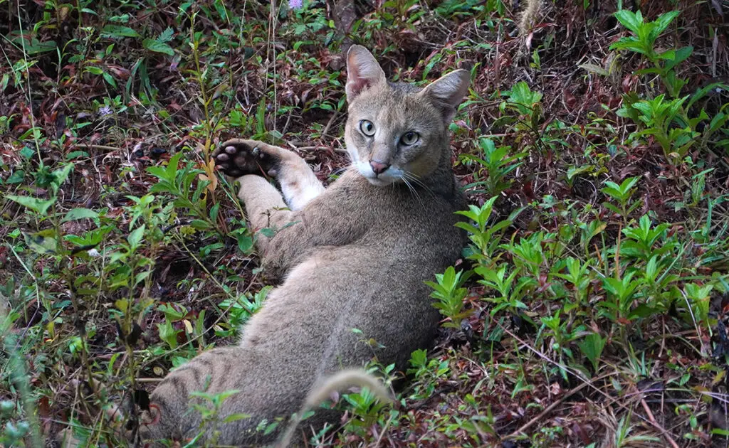 Chaus of moeraskat, een junglekat die kan blaffen! 1 chat marais 090415 1200 738