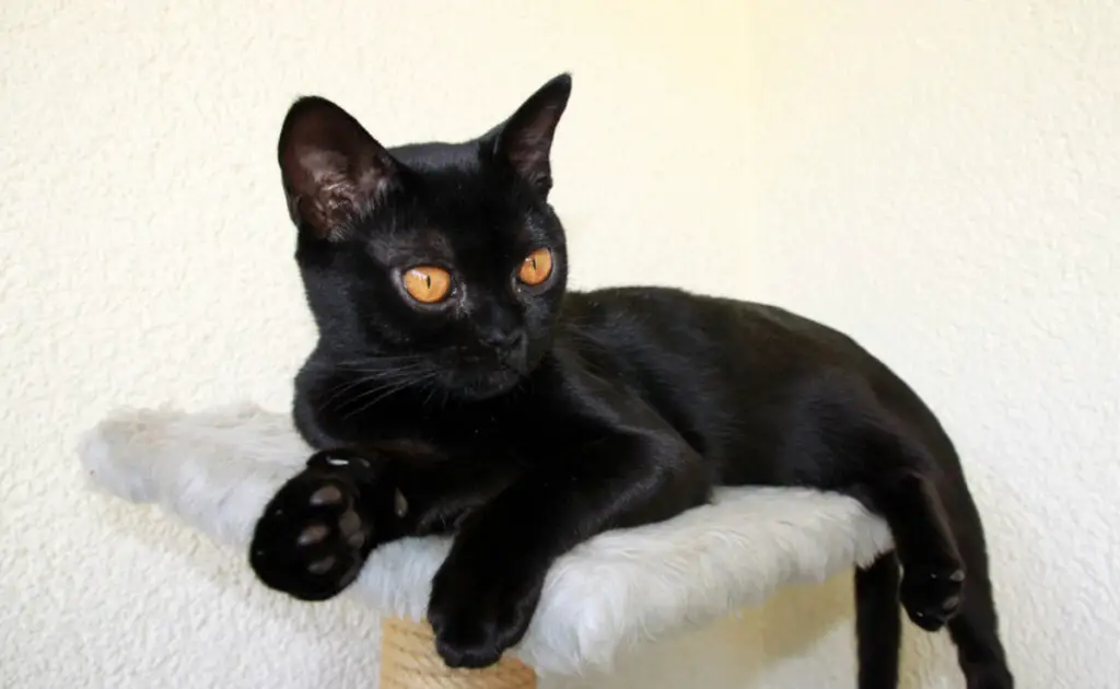 Kent u het kattenras dat alleen in het zwart verkrijgbaar is? Wij onthullen het aan jou! 1 chat noir 065054 1200 738