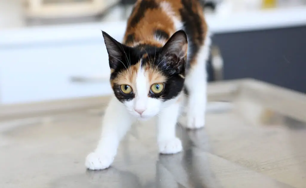 Mijn kat sproeit urine: waarom en hoe kan ik dit stoppen? 1 chat pulverise urine 064206 1200 738