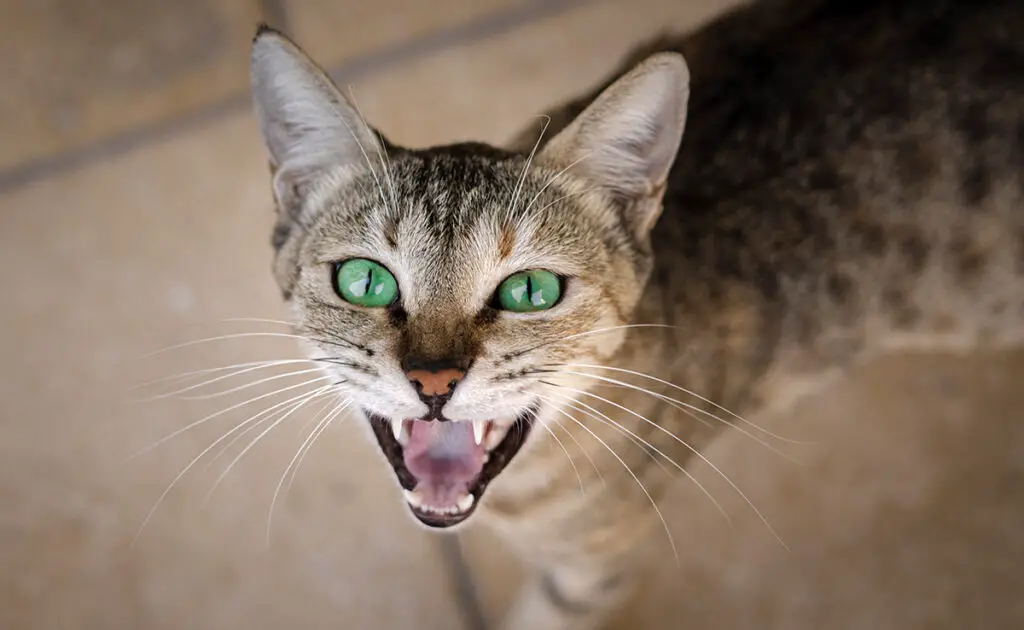 Waarom reageert hij door te miauwen als ik tegen mijn kat praat? 1 chat qui miaule 060639 1200 738